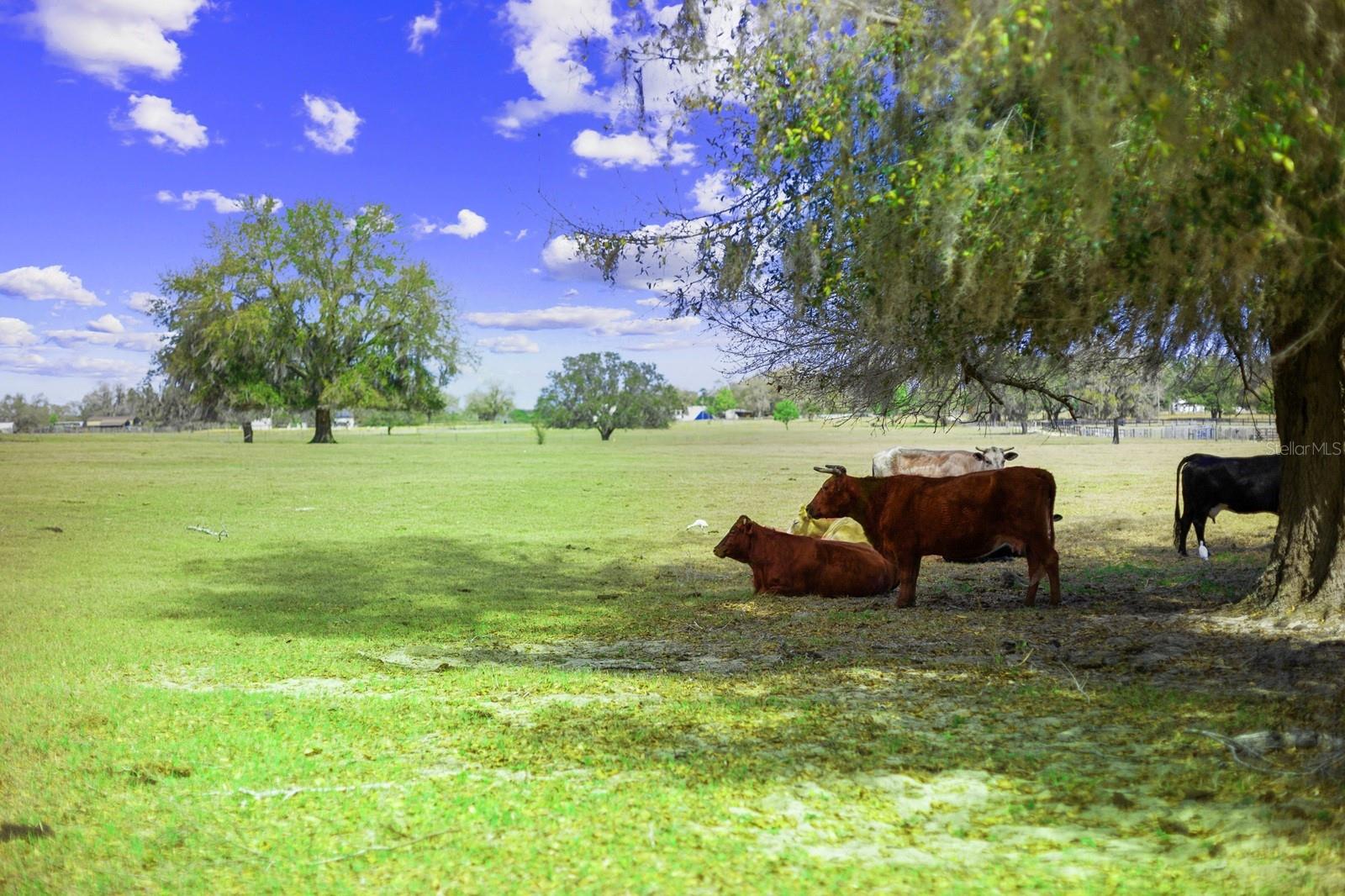 GROVELAND FARMS - Land