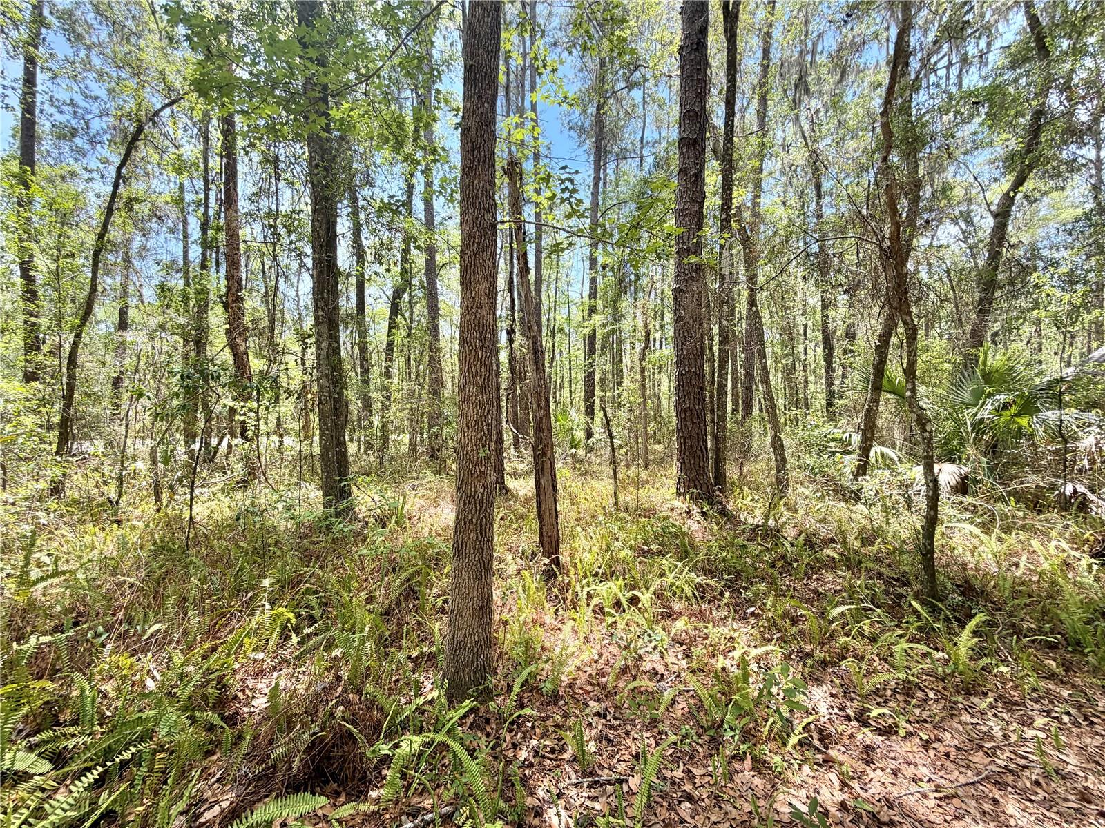 HAILE PLANTATION - Residential