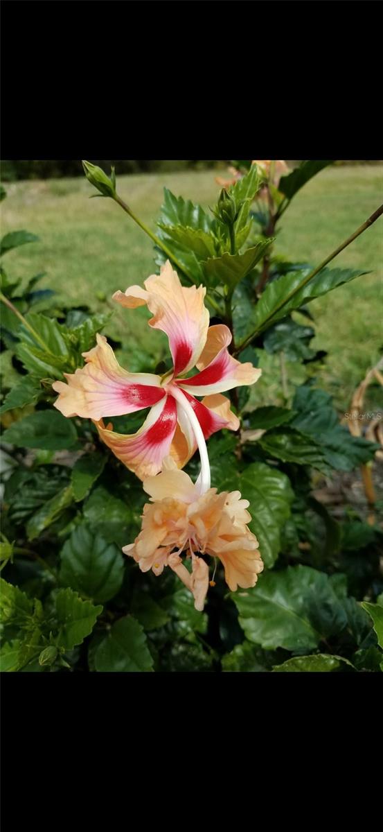 LAKESIDE PLANTATION REP 03 - Residential