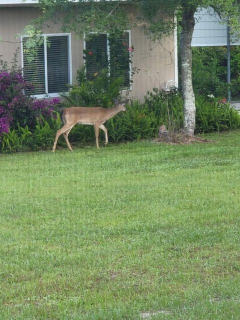 A home in DELAND