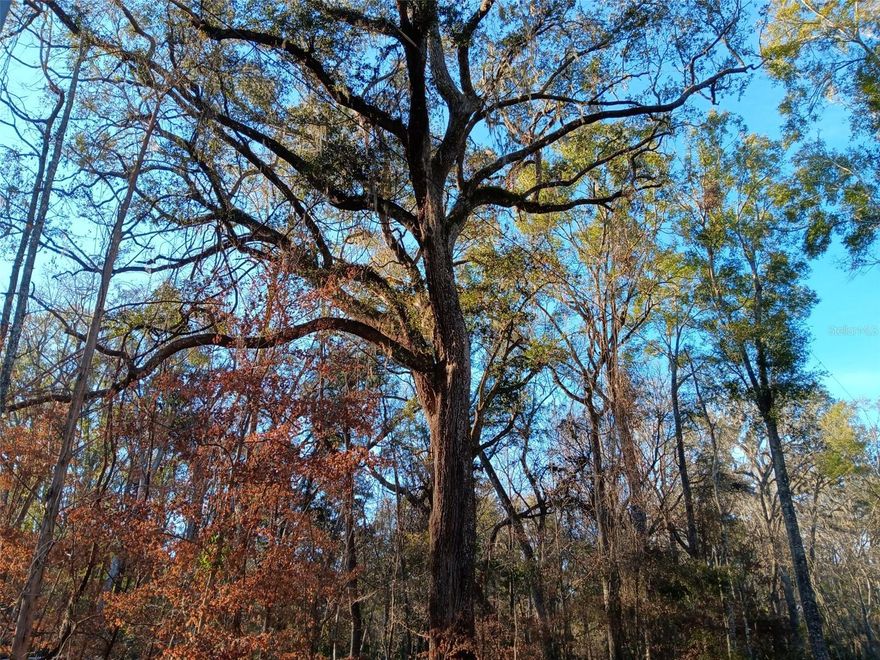 RURAL LIVING AT IT'S BEST! Looking for a quaint get away? This lot is located across the street from Santa Fe River in a quiet fishing community. Either improve it for weekend get away or full time living. If you love fresh water fishing and peace and quiet this is your dream come true. Site built homes only. Seller has 0.81 lot adjacent to this one also for sale so you could have 2 separate home sites or almost 2 acres together. Come see what North Central Florida has to offer in this old Florida community.