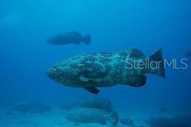 NORMANDY PINELLAS CONDO - Residential