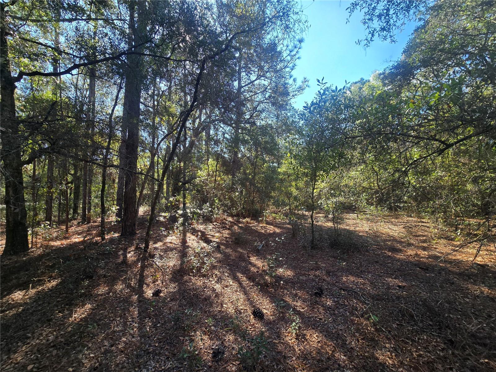 CITRUS SPGS UNIT 21 - Land