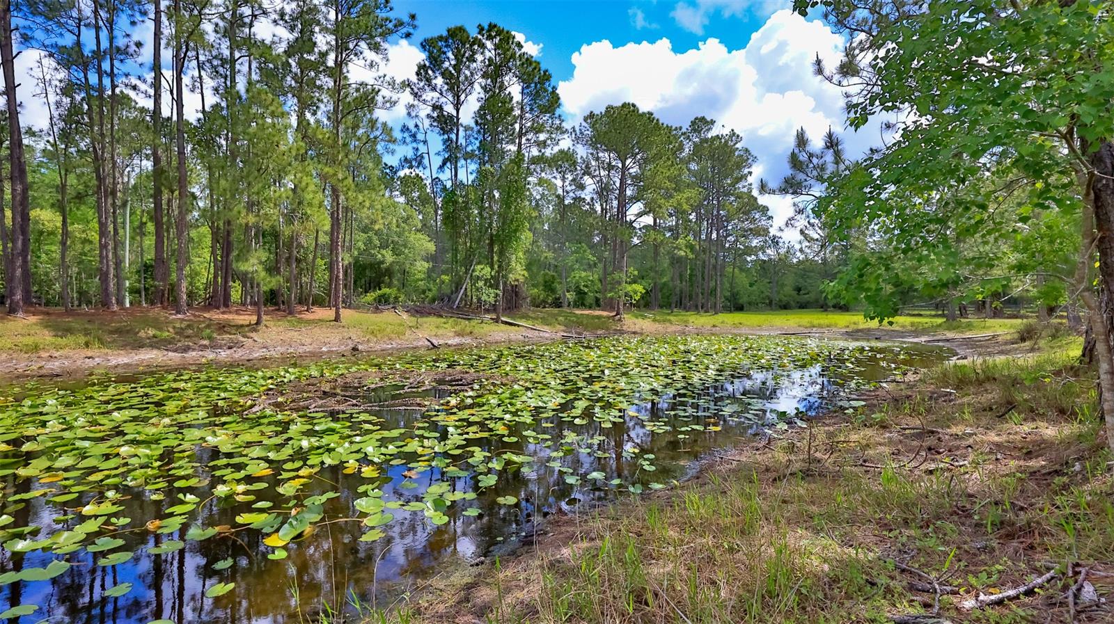 Howe & Curriers Allotment - Land