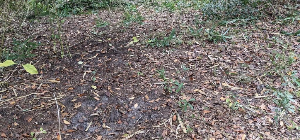 Photo of 12730 Eola Avenue, New Port Richey, FL 34654 (MLS # O6202534)