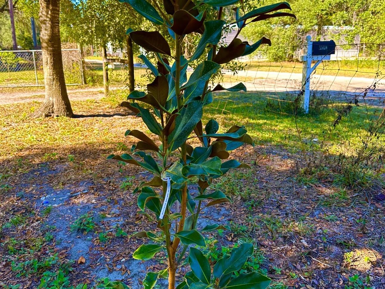 EUREKA SHORES - Residential