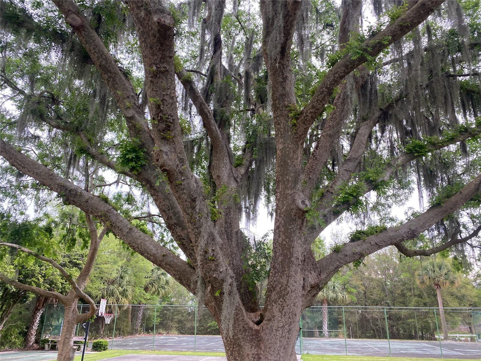 GOLDEN HILLS QUADRAVILLAS - Residential Lease