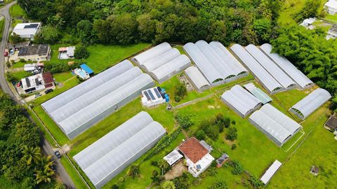 Carr. 137 km 9.9 BO. FRANQUES MOROVIS  00687