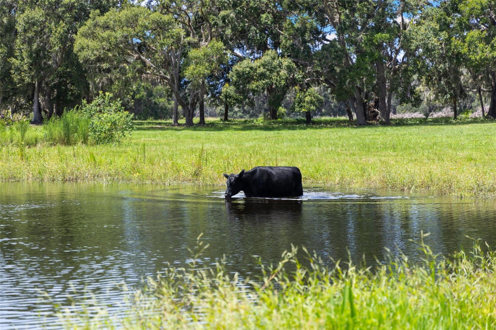 ACREAGE - Residential