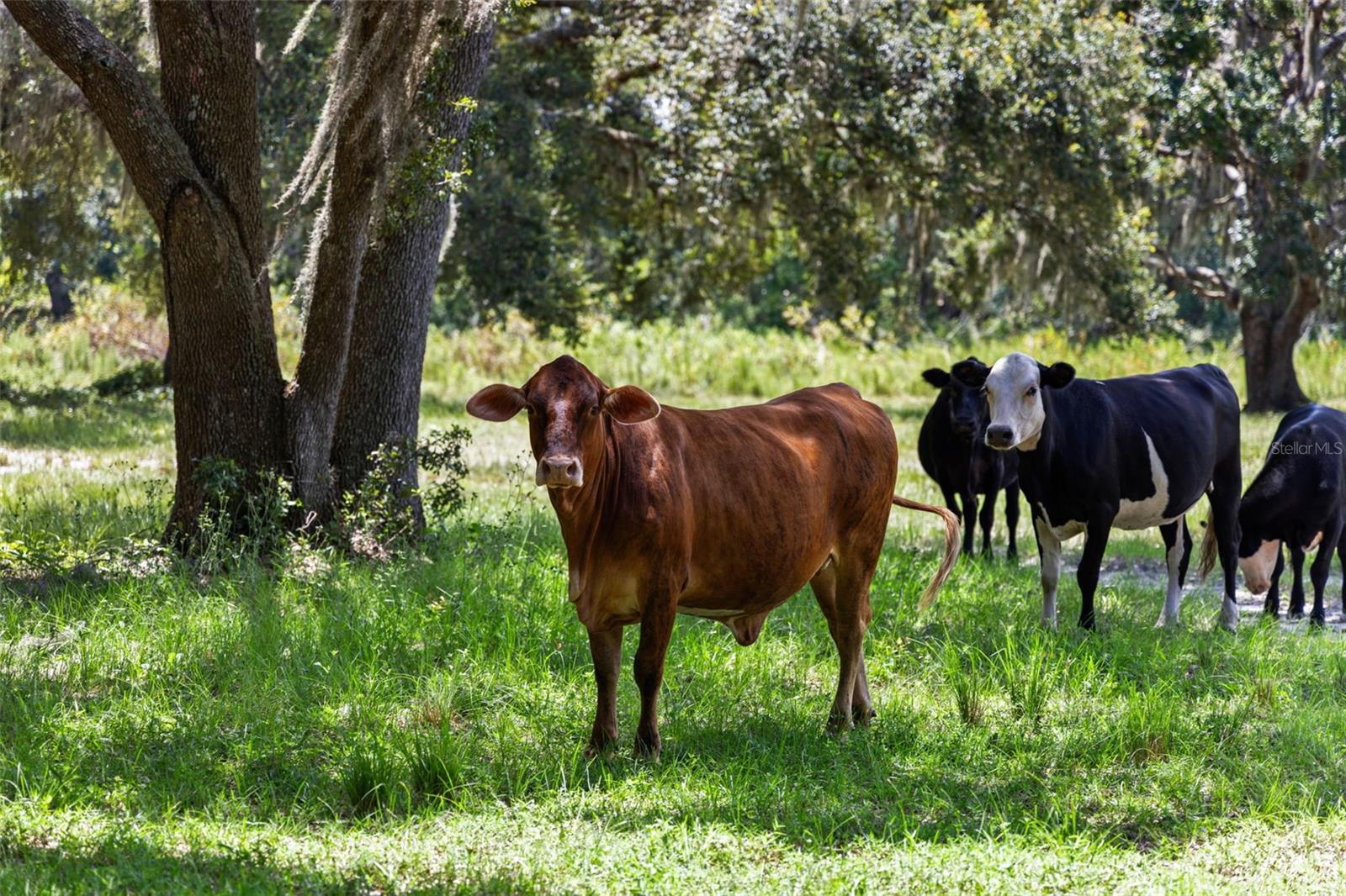 ACREAGE - Residential