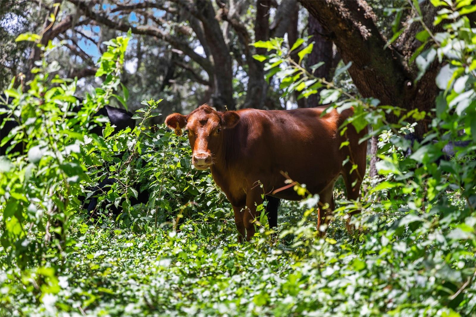 ACREAGE - Residential