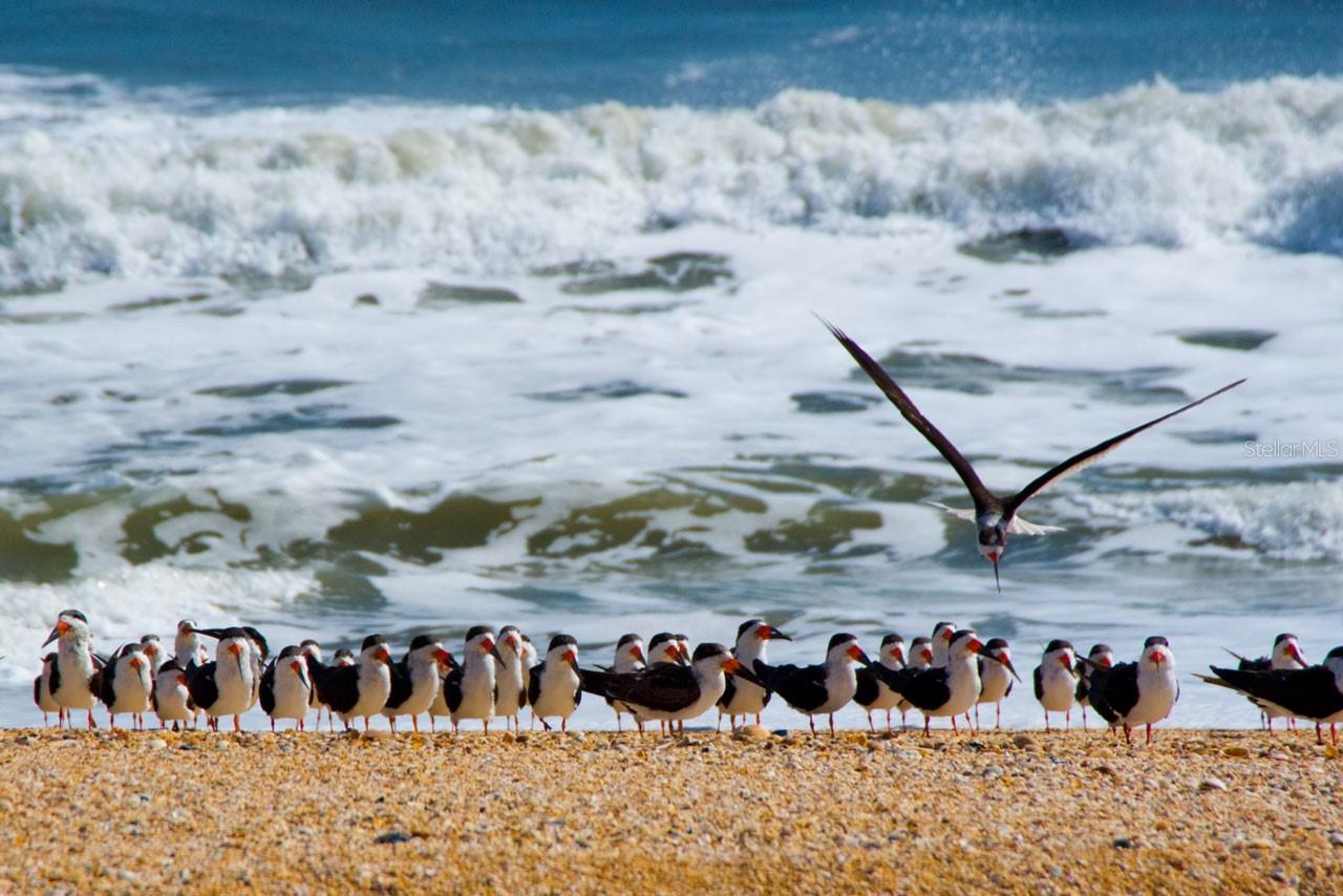 ISLAND HAMMOCK - Residential