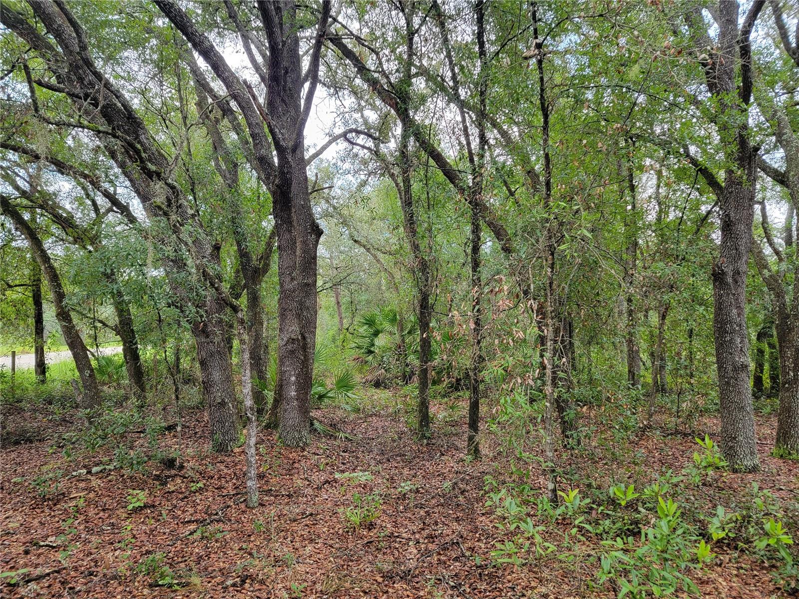 Looking for a private setting, look no further! 1.25 Acre parcel central to Bronson and Gainesville contains a mixture of hardwoods and beautiful oaks. Property is partially cleared; wooded at frontage to maintain privacy. Great location to build your new conventional home or mobile home. No HOA! Buy now and build in the future. Central to Cedar Key and Crystal River; great seafood and Gulf access for prime fishing. Come join us in the Sunshine State and enjoy the FL weather year round.