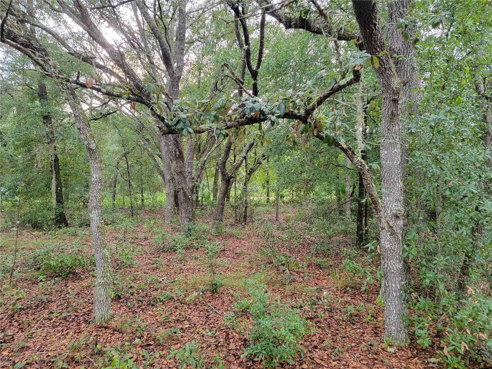 1.25 Acre parcel with private serene setting; central to Bronson and Gainesville contains a mixture of hardwoods and beautiful oaks. Property is partially cleared; wooded at frontage to maintain privacy. Great location to build your new conventional home or mobile home. No HOA! Buy now and build in the future. Central to Cedar Key and Crystal River; great seafood and Gulf access for prime fishing. Come join us in the Sunshine State and enjoy the FL weather year round.