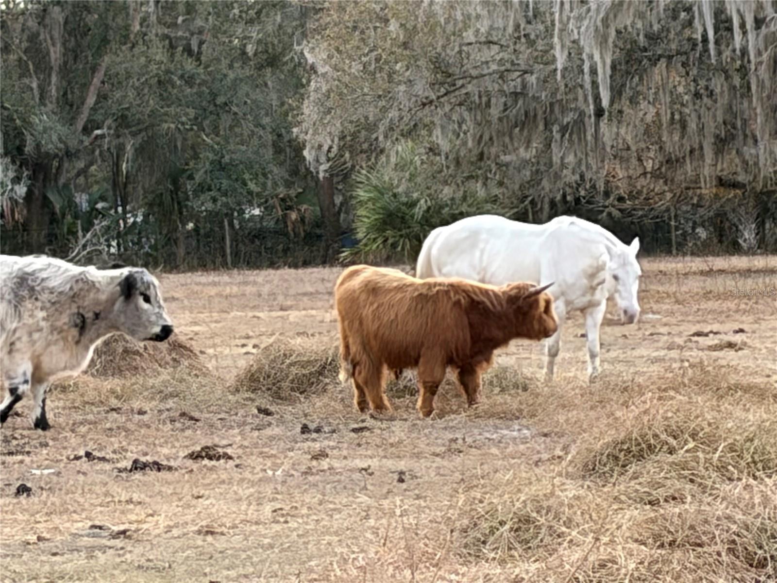 UNPLATTED - Residential