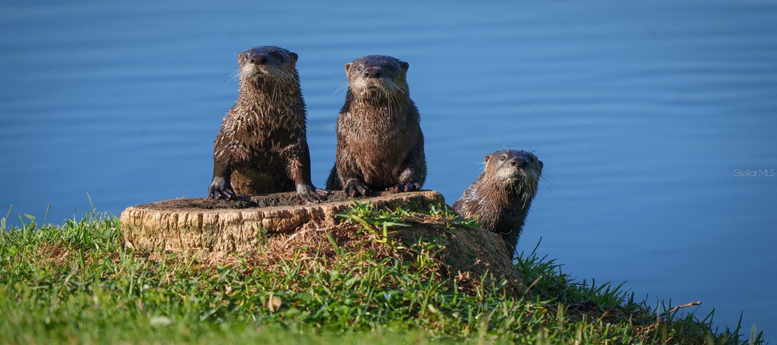 FAIRWAY ESTATES 1ST ADD - Residential