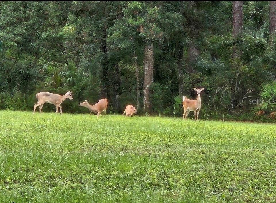 BASS LAKE ACRES - Residential
