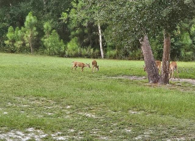 BASS LAKE ACRES - Residential
