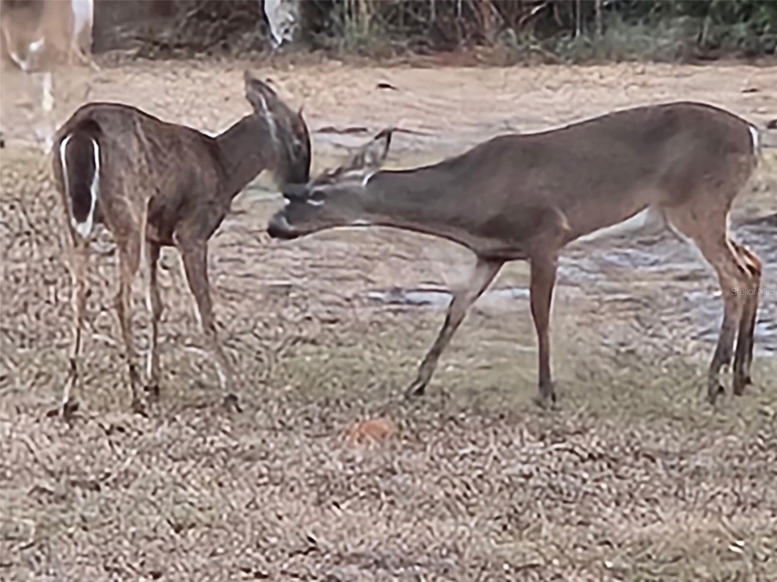 BASS LAKE ACRES - Residential