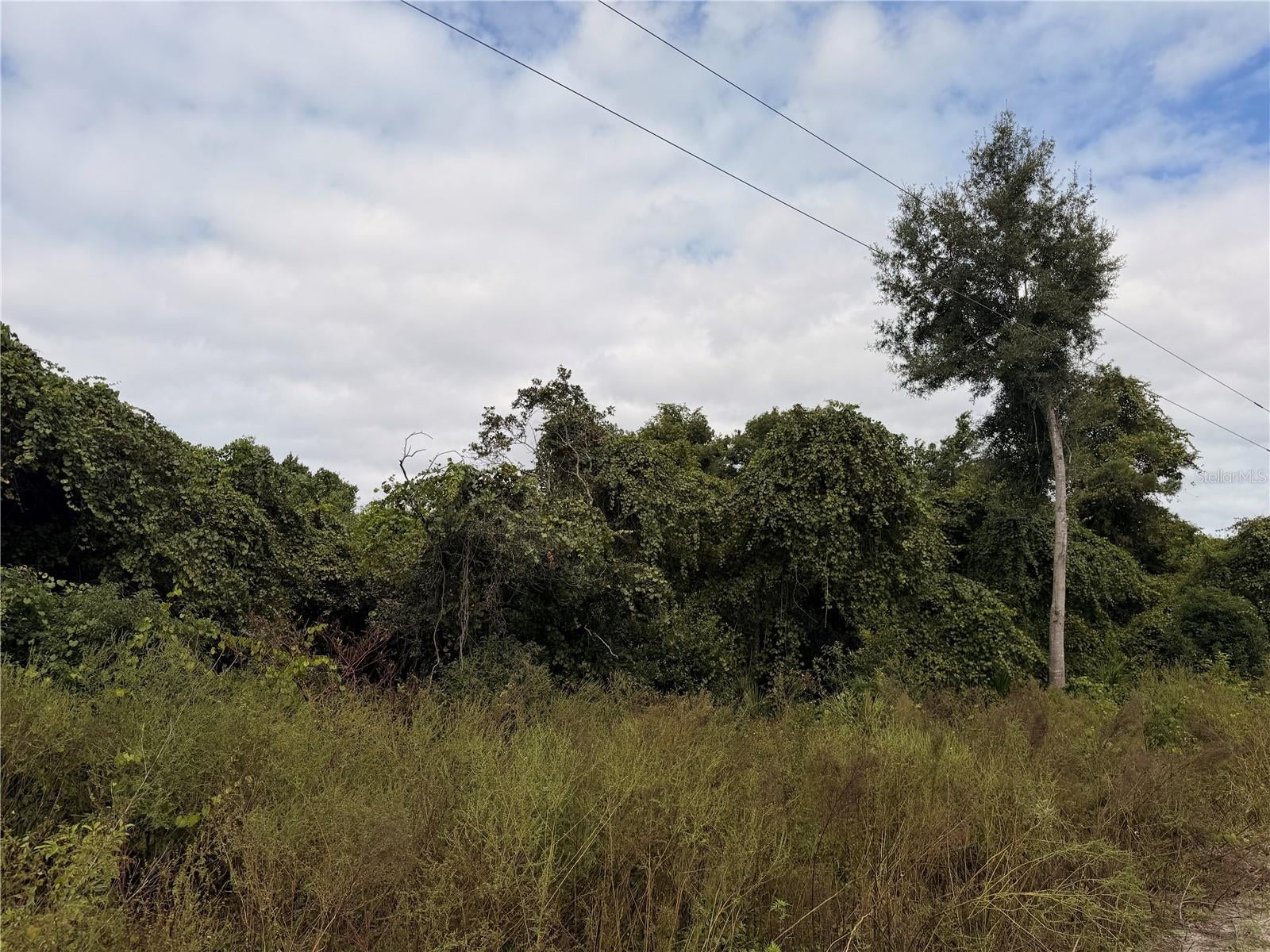 Lot 55 PALMETTO CIRCLE