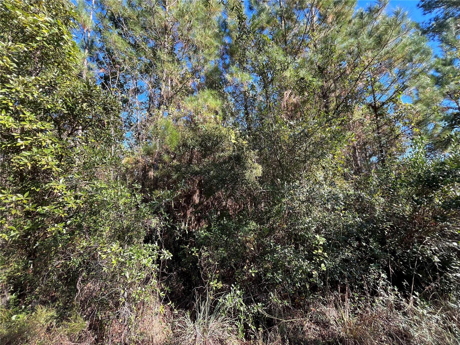 223 MOURNING DOVE ROAD