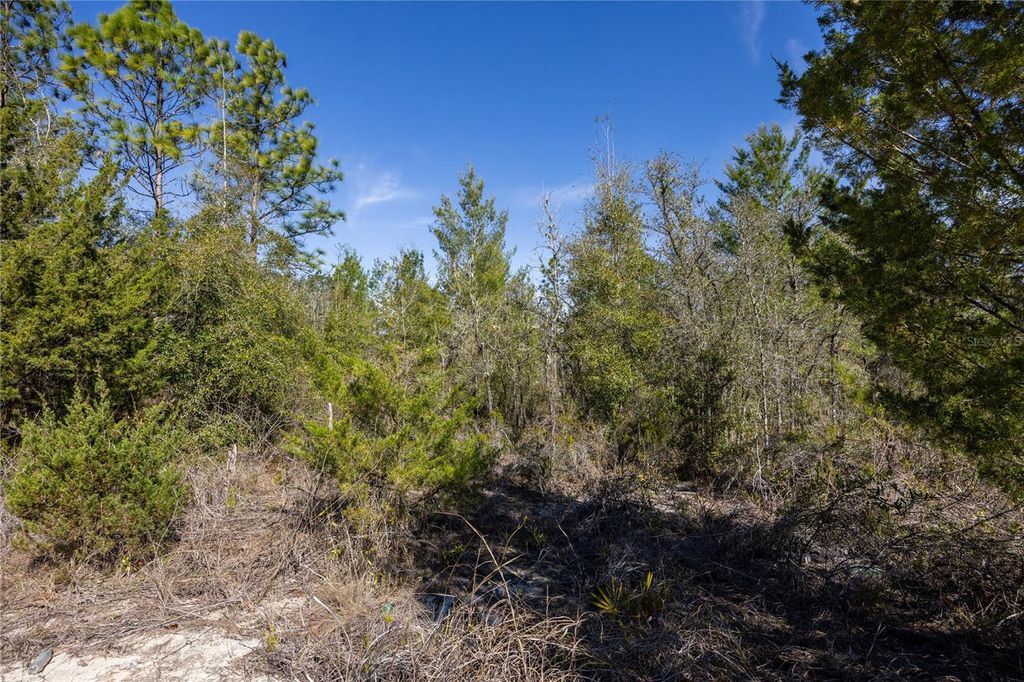 Photo of 000 NE 64th Place, Williston, FL 32696 (MLS # GC538687)