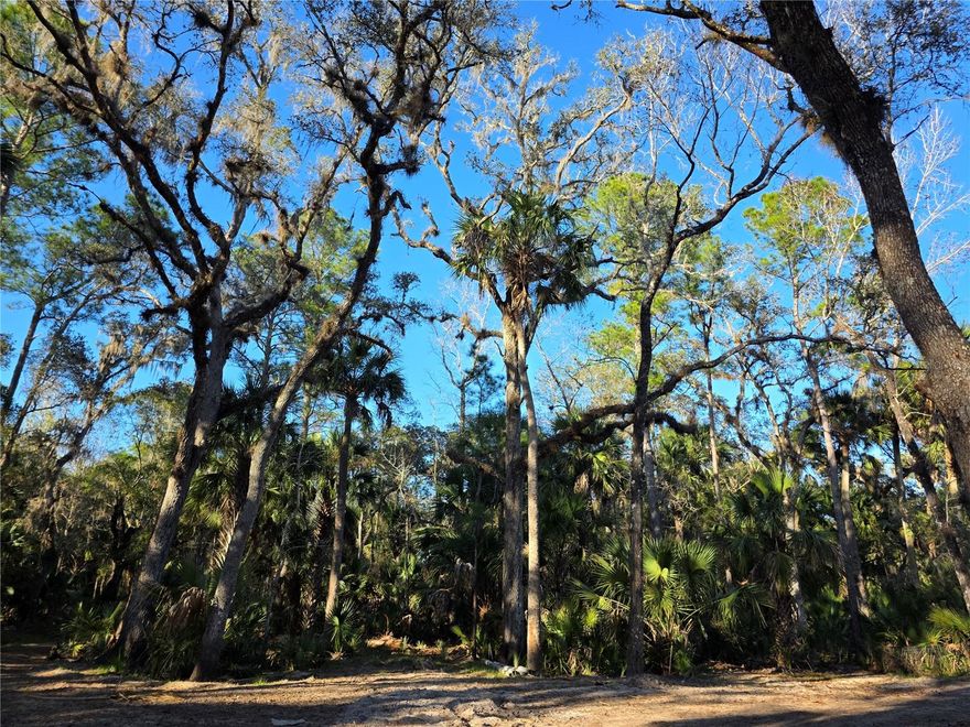 Discover a rare waterfront gem in the area of Osteen along the St Johns River, where an unparalleled opportunity awaits amidst Florida's most enchanting woodlands. Welcome to an idyllic haven where you can immerse yourself in the breathtaking beauty of untouched nature and the serene tranquility of this remarkable property. Spanning over 13+ acres, this parcel is predominantly high and dry, showcasing 240+ feet of waterfrontage along the shores, providing direct access to the majestic St. John's River. Picture yourself surrounded by spectacular views, a rich tapestry of wildlife, and the undisturbed allure of the woodlands. This location offers more than just a property; it's a lifestyle. Take leisurely strolls through the woods, embark on horseback adventures, or indulge in boat rides from your private oasis to Lake Monroe or Lake Harney. With expansive grounds for ATV rides and access to hundreds of acres of common land, every day is an opportunity for outdoor exploration and recreation. This unique gated community offers tranquil living and ensures an intimate and exclusive atmosphere. As a resident, relish the luxury of a private river access and a touch of coastal bliss to your daily life. The property is ready for utilities, which will seamlessly blend modern convenience with the unspoiled charm of the surroundings. Convenience meets serenity in this great location, offering easy access to Highway 417, SR 415, Sanford International Airport, and the inviting beaches of the coast. This property is a true standout among its peers, a piece of heaven waiting to become your future home and sanctuary. Don't miss the chance to experience the unmatched allure of this exceptional opportunity – your slice of paradise awaits.