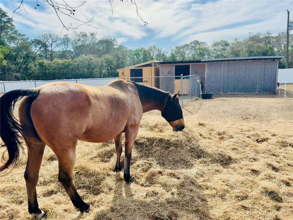 Photo of 5280 Golddust Road, Spring Hill, FL 34609 (MLS # W7880286)