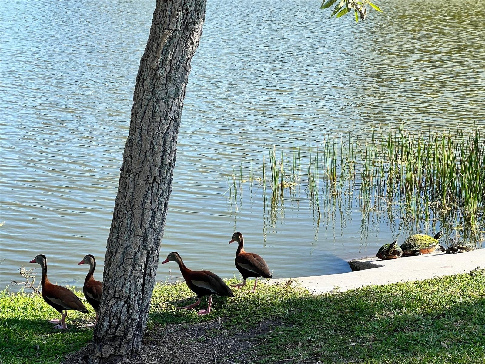 HAGER PARK - Residential