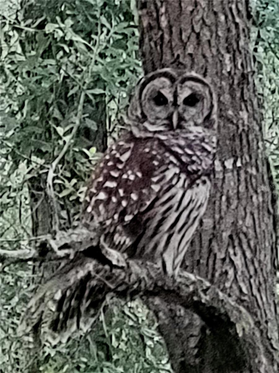 SPRUCE CREEK PRESERVE PH I - Residential