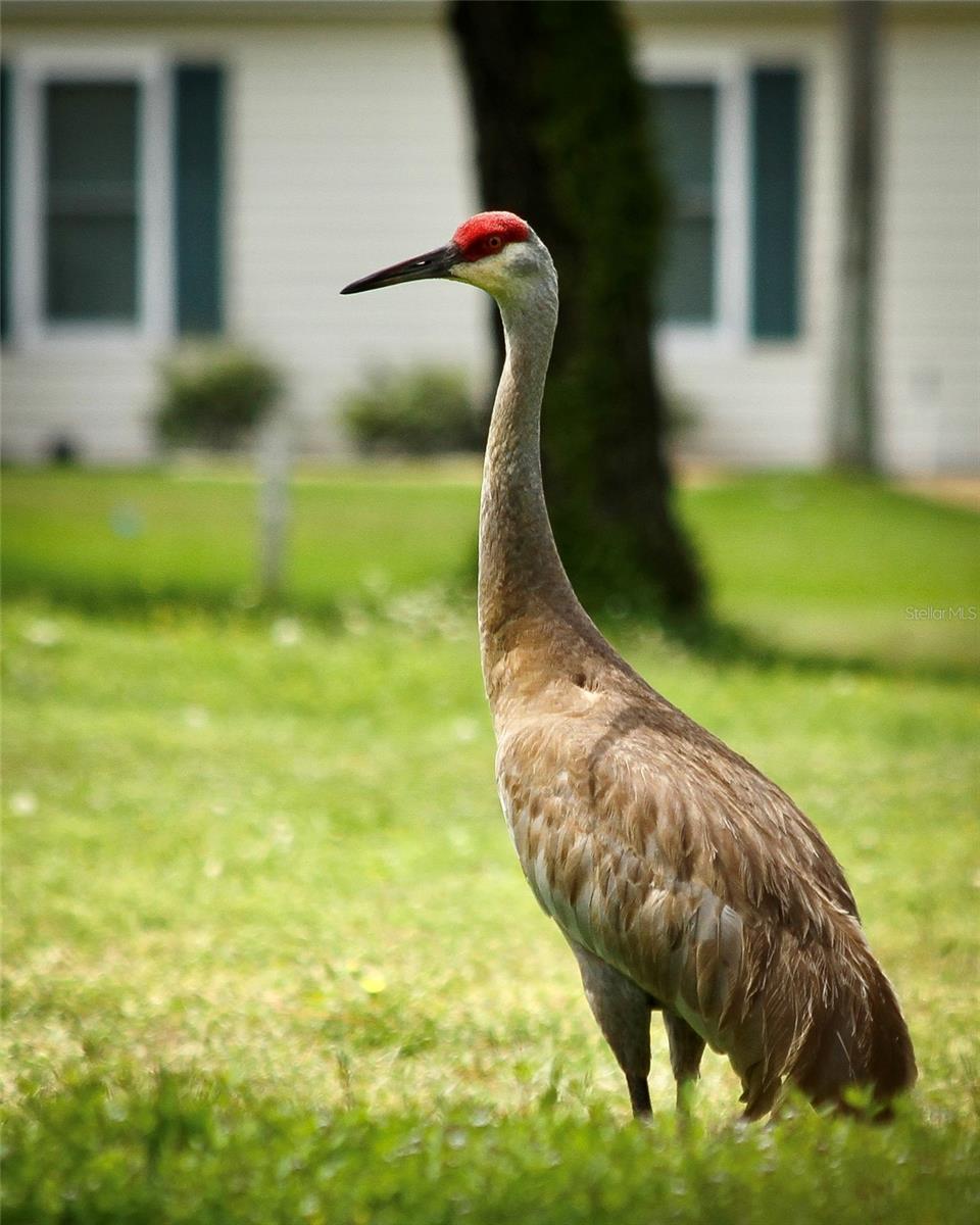 SPRUCE CREEK PRESERVE PH I - Residential