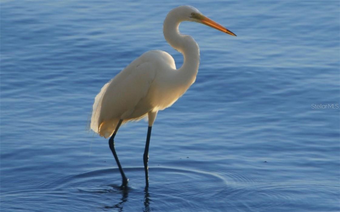 LIDO C - Residential Lease