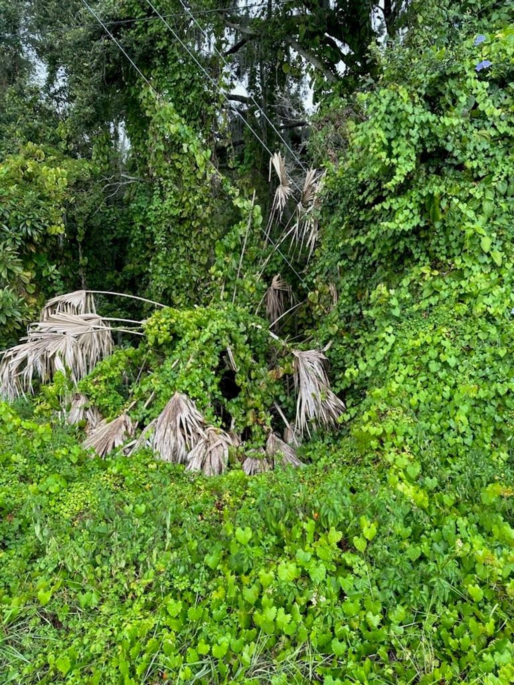 Photo of W Burleigh Boulevard, Tavares, FL 32778 (MLS # G5088917)