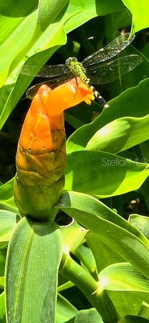 CEDAR LANE SITES - Residential