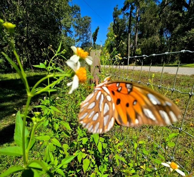 CEDAR LANE SITES - Residential