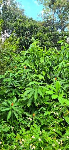 CEDAR LANE SITES - Residential