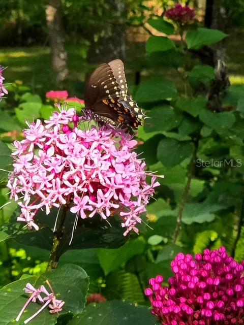 CEDAR LANE SITES - Residential