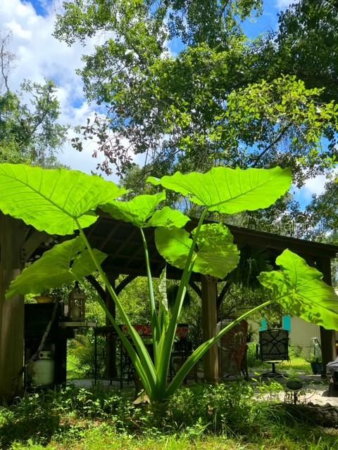CEDAR LANE SITES - Residential