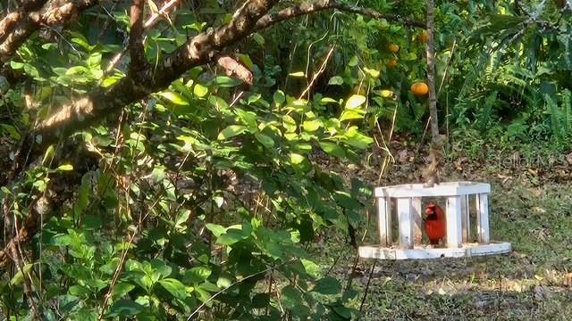 CEDAR LANE SITES - Residential