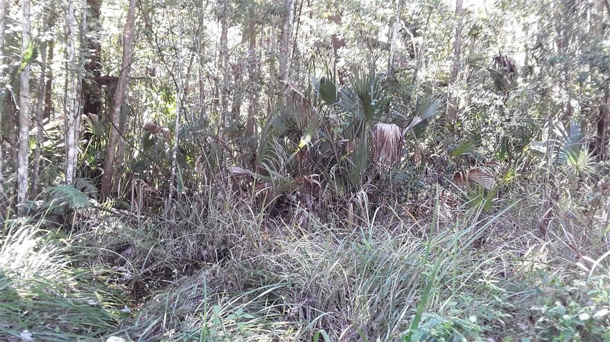 R-4 zoning allows mobile homes and the lot is a convenient 15 minutes north of downtown Ocala via Hwy 301.  100 X 90 feet and other
lots in the community are for sale.  Photo virtually staged.