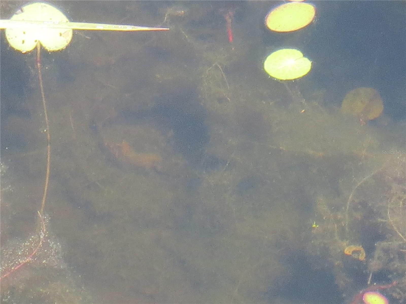 LAND-O-LAKES ESTATES - Land