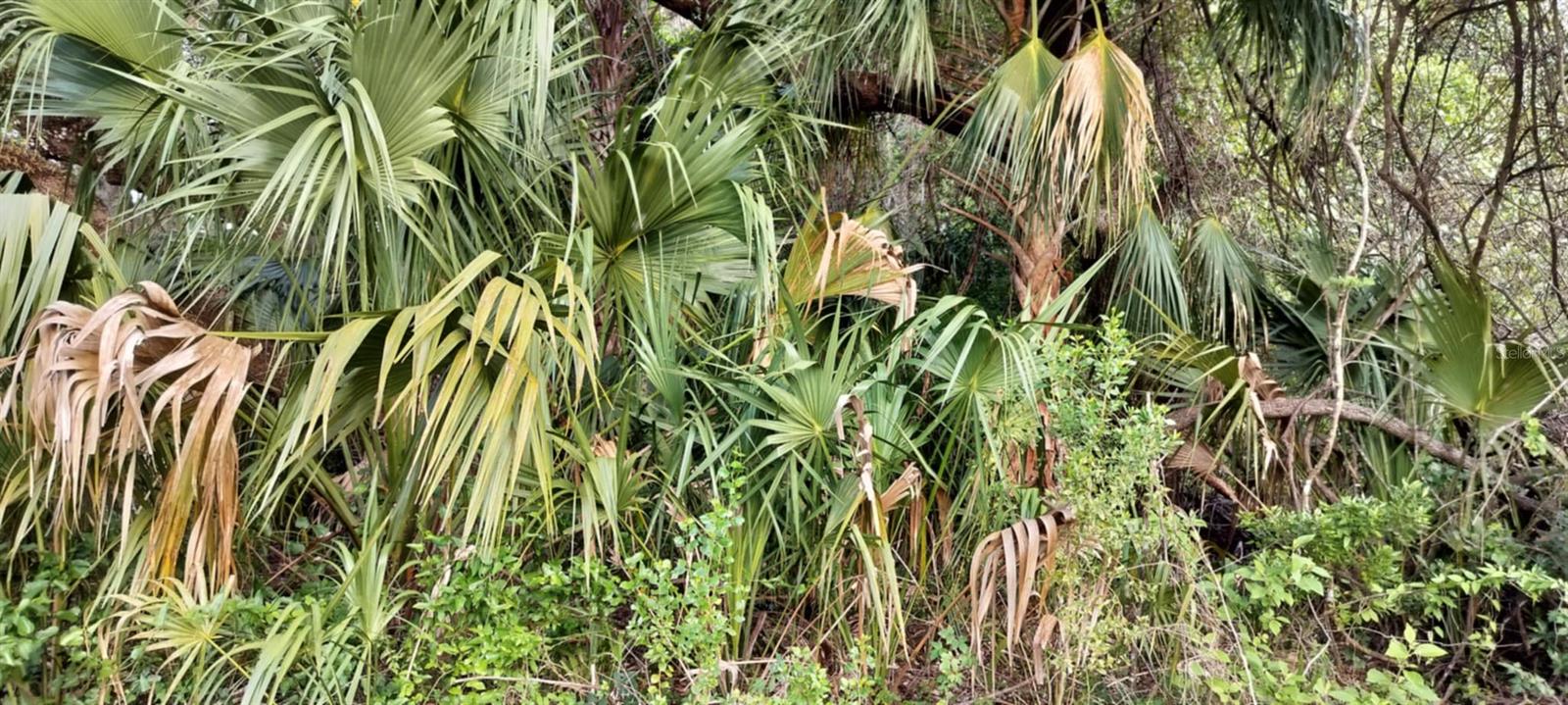 SHELTERING OAKS UNREC SUB - Land