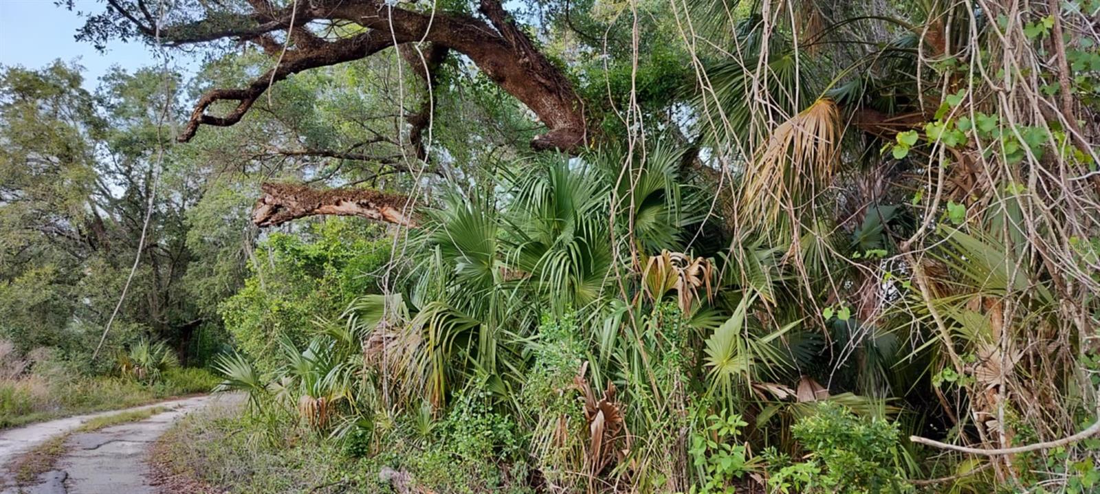 SHELTERING OAKS UNREC SUB - Land