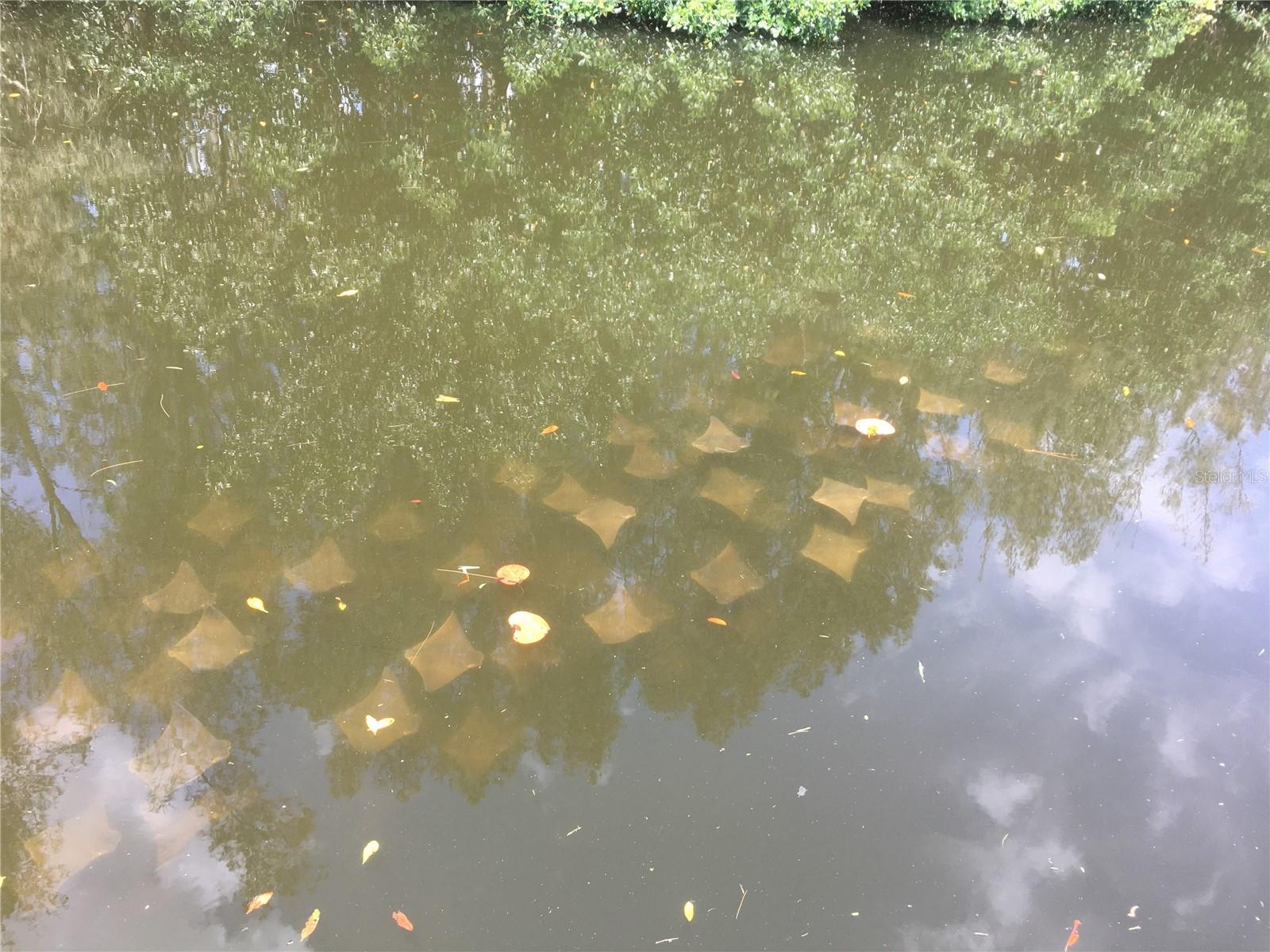 SANS SOUCI ESTATES - Residential