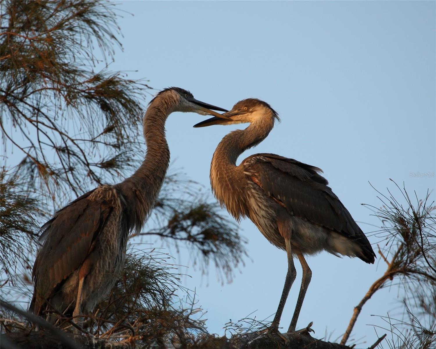 MOUNT VERNON PH 3 - Residential