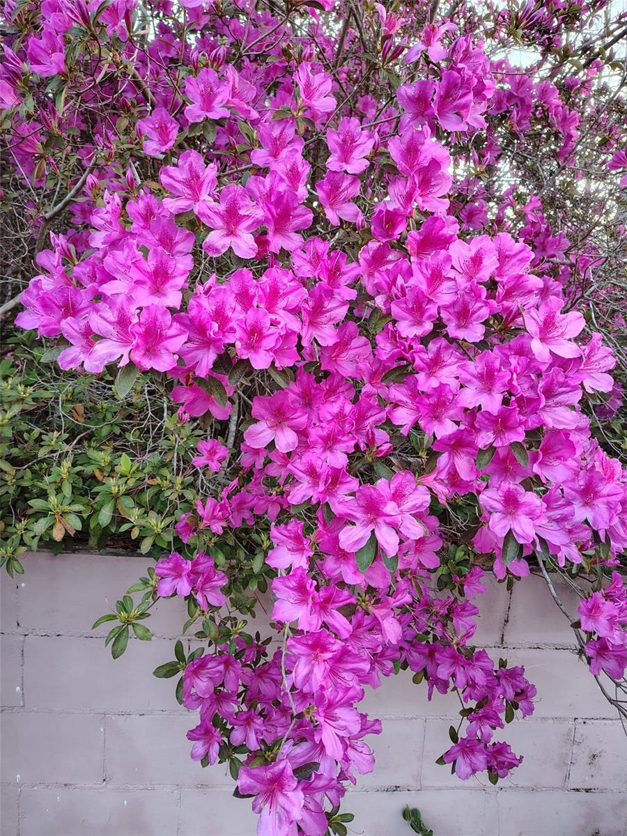 MINI FARMS NW - Residential