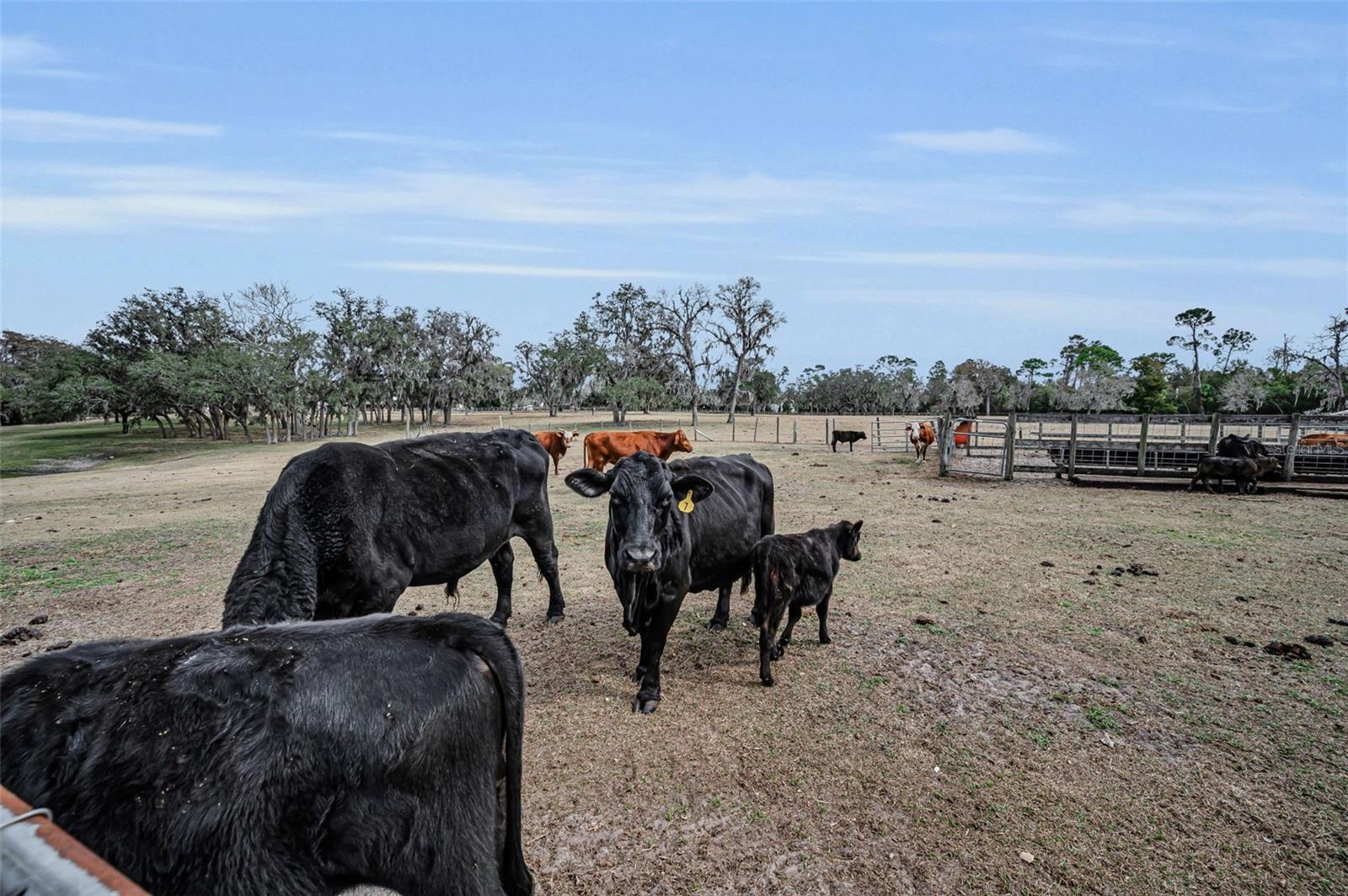 MEETS AND BOUNDS - Residential