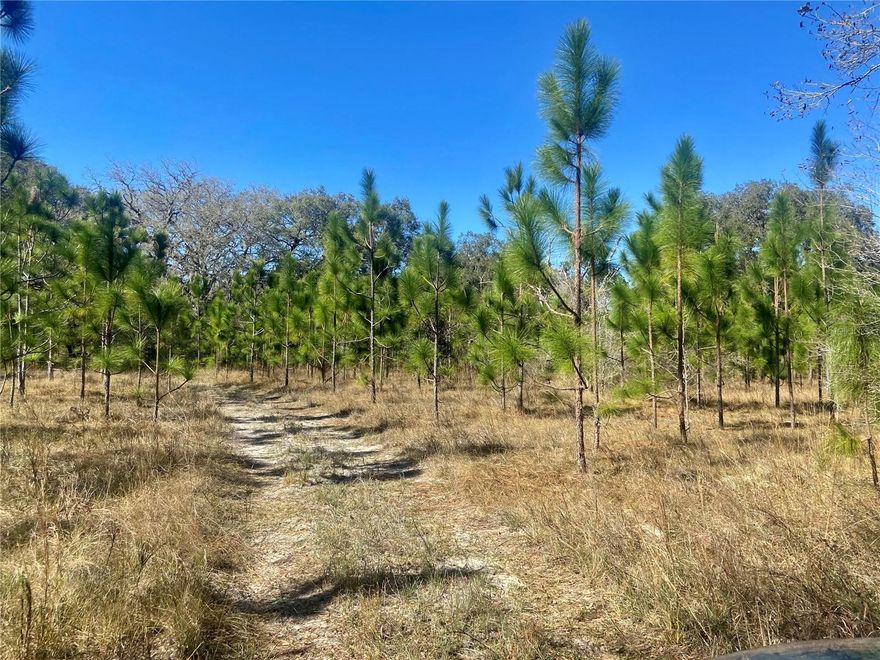 Land !! , If you want quiet, secluded and magical, look no further. This is truly one of the last chances to grab 60  acres so close to Pinellas County, and Downtown Tampa (adjacent 20 acres is also available) . Perfect for creating a retreat or getaway camping spot. Nestled among , Long Leaf Pine and Oak trees. Just 40 mins from Tampa , Near Clearwater beach and St. Petersburg. Exit 37 off of Veterans, County Line Road. Adjacent to several large parcels creating a wonderfully quiet retreat. Loads of hand planted Long Leaf Pine Trees and Hardwoods, all maturing nicely. Agricultural status, Timber,  allows for lower tax . If a close getaway is what you desire, this is it. Preserve some of old Florida, while creating a family retreat compound.