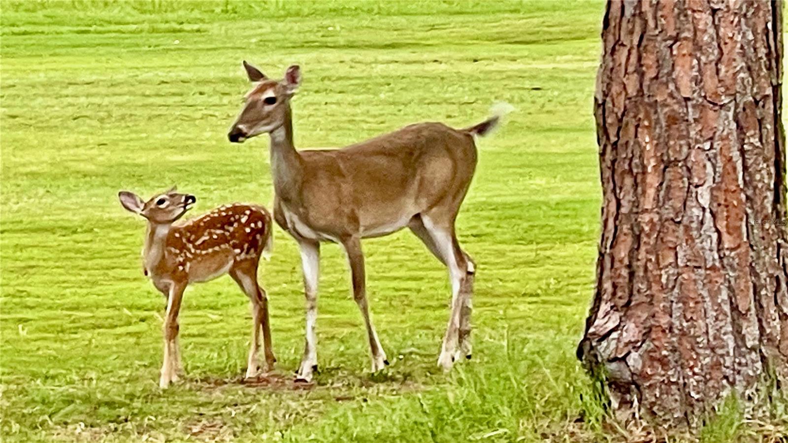 FAIRWAY FOREST - Residential