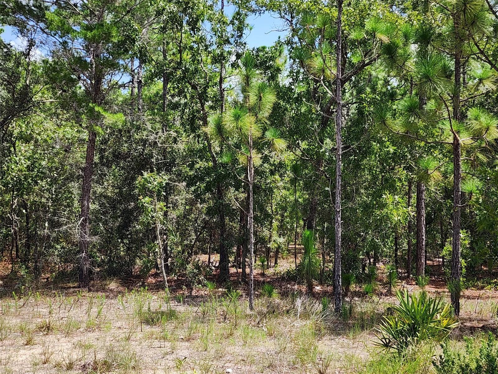 Great .28 Building lot in the Beautiful Neighborhood of Sugarmill Woods...Citrus County is often referred to as the land of Seven Rivers. The area is a water lovers paradise. Residents of Sugarmill Woods can enjoy the Gulf of America, Kings Bay, several lakes, the many natural springs, and of course the rivers. 6 miles from the 7 Sisters Springs and Chassahowitzka River and the Gulf of America
For more information visit the Sugarmill woods site here: https://sugarmillcivic.org/wordpress/